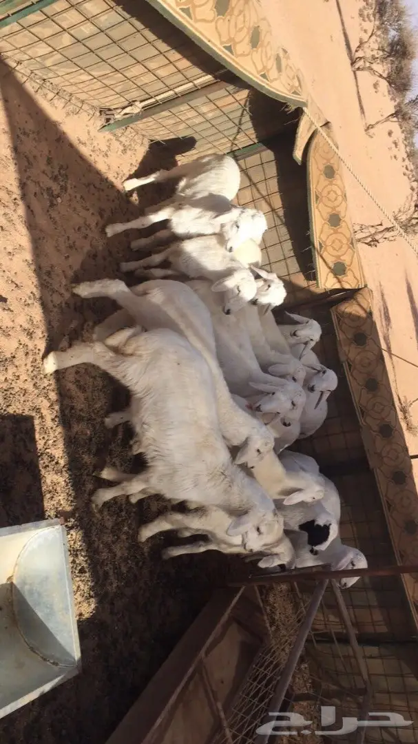 قطط طليانية رائعة - فرصة لا تعوض! (image 3)