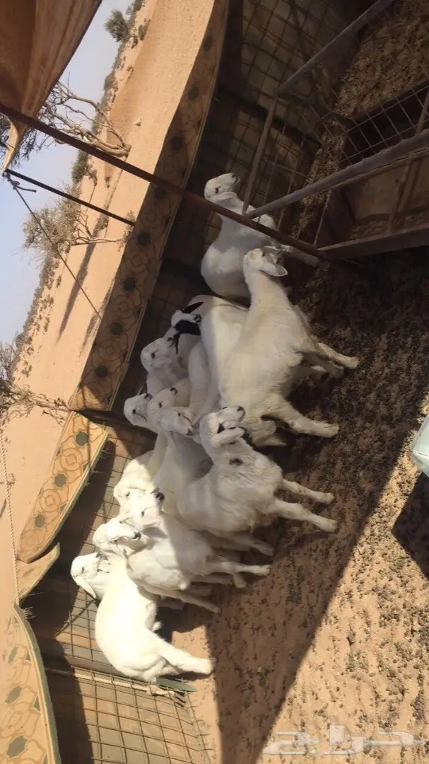 قطط طليانية رائعة - فرصة لا تعوض! (image 4)