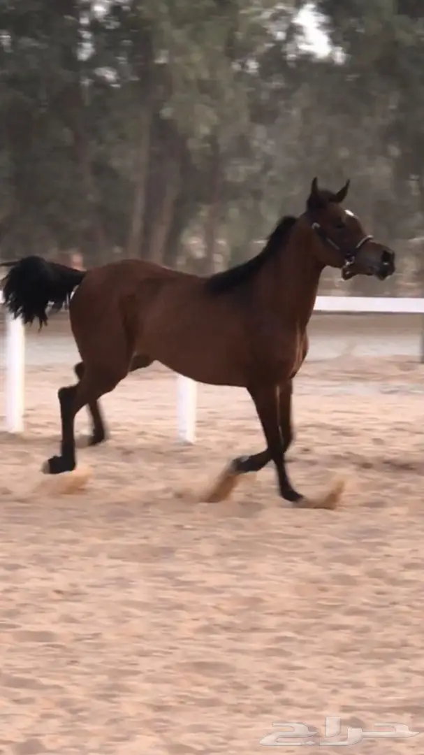 مهره واهو شيخه للبيع