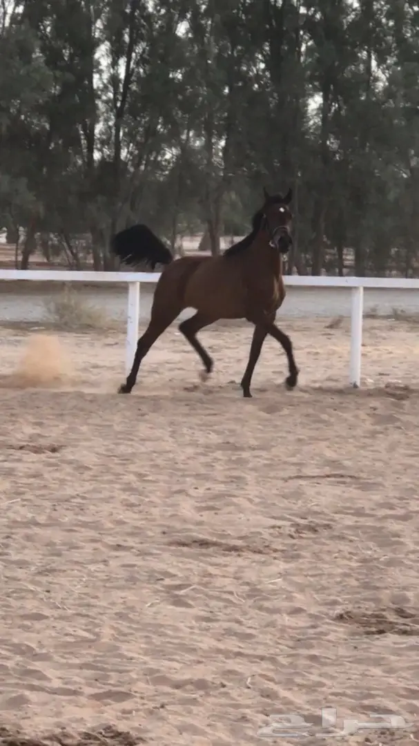 مهره واهو شيخه للبيع (image 1)