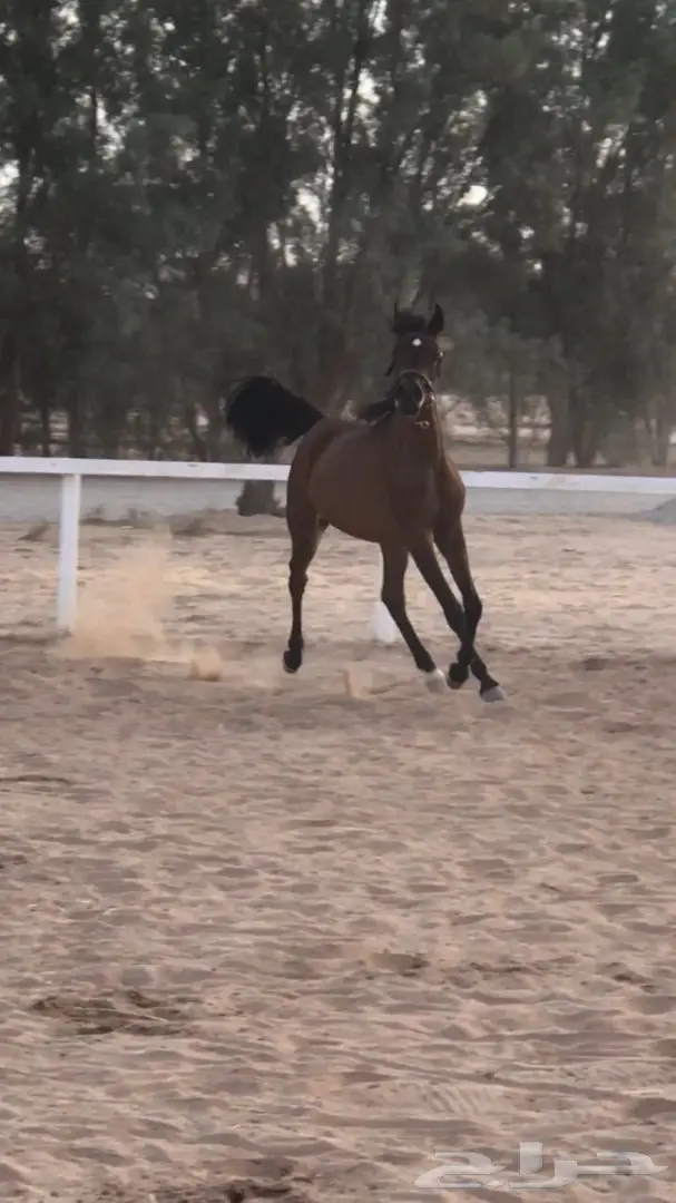 مهره واهو شيخه للبيع (image 2)