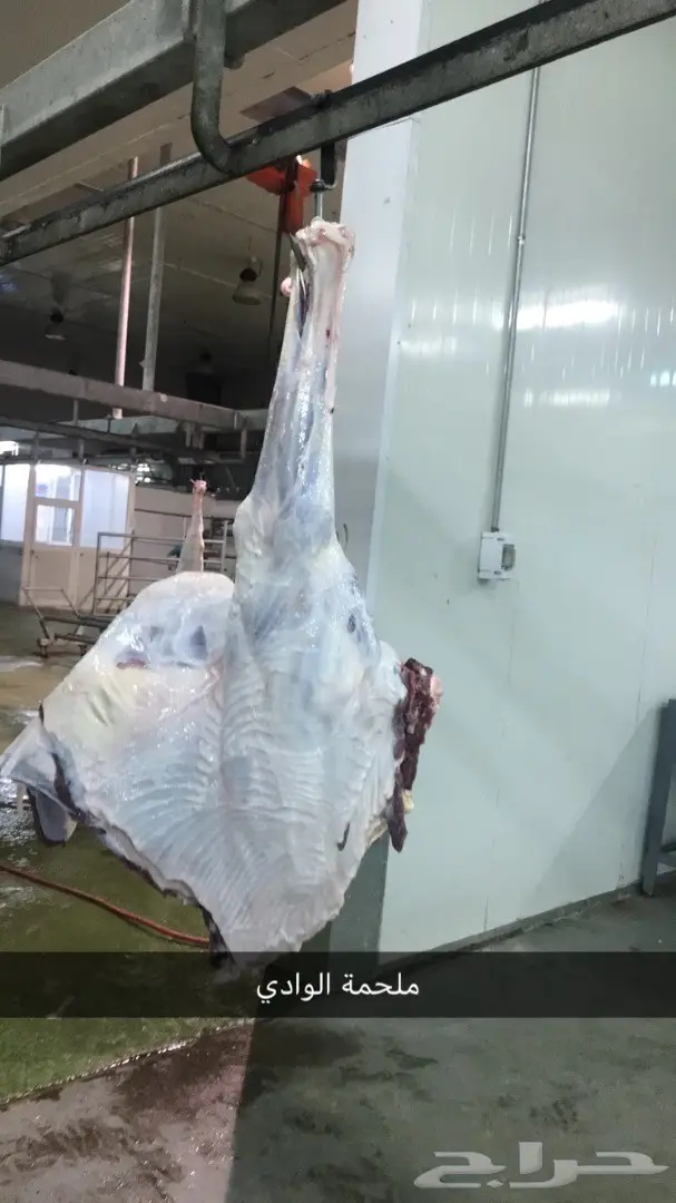 حاشي بلدي أصيل - ملحمة الوادي (image 1)