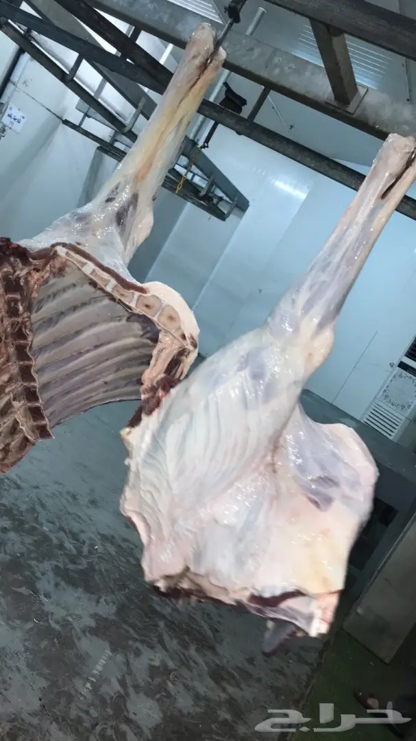 حاشي بلدي أصيل - ملحمة الوادي (image 2)