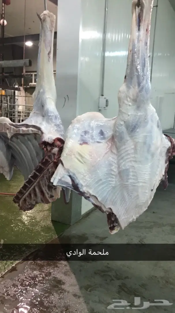 حاشي بلدي أصيل - ملحمة الوادي (image 3)