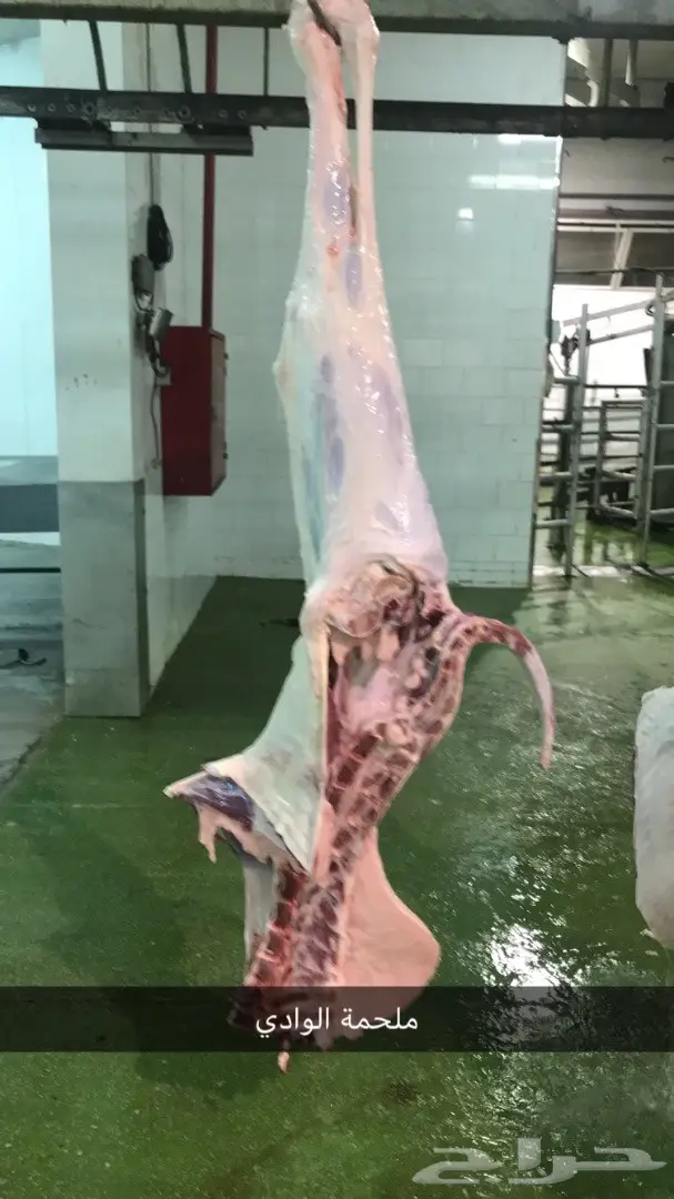 حاشي بلدي أصيل - ملحمة الوادي (image 4)