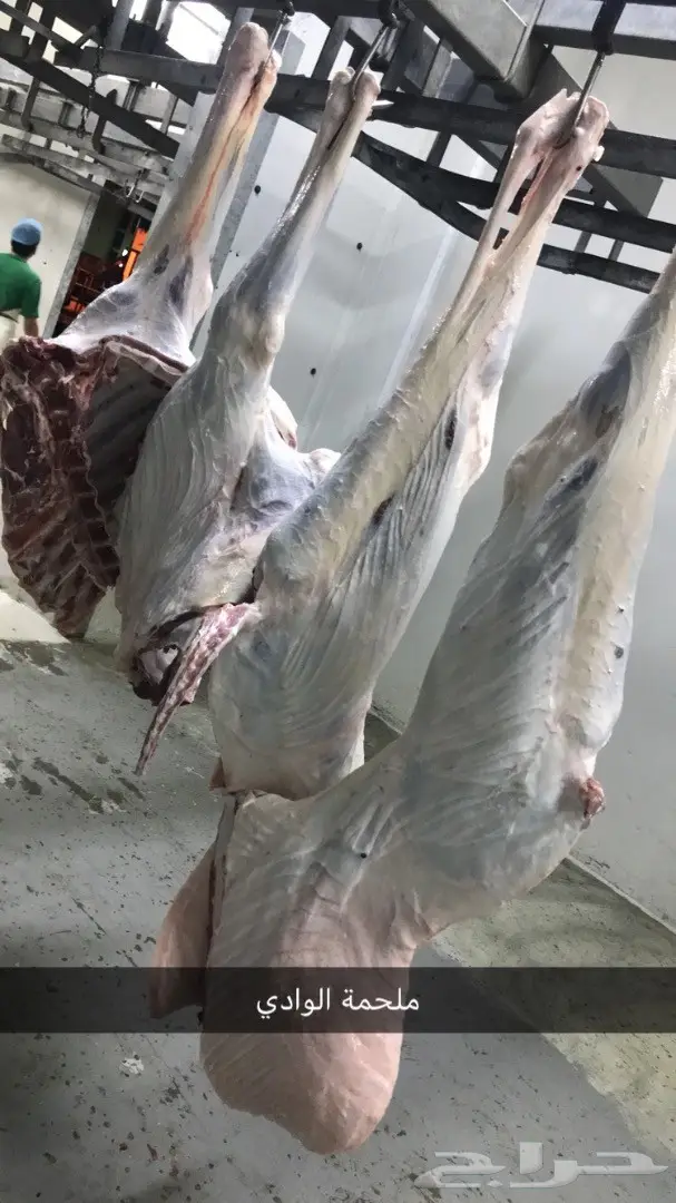 حاشي بلدي أصيل - ملحمة الوادي (image 6)