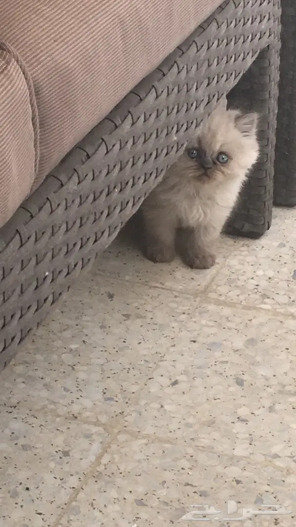 أجمل كيتن همالايا للبيع ب 800 ريال (image 1)