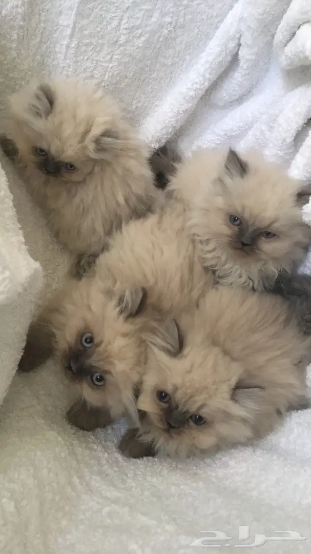 أجمل كيتن همالايا للبيع ب 800 ريال (image 3)