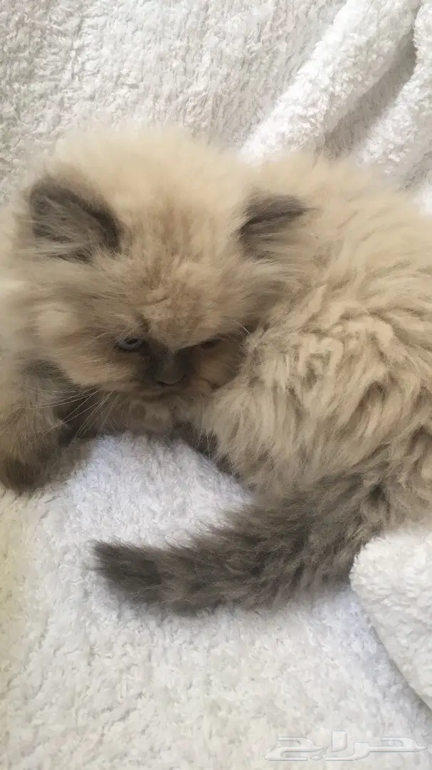 أجمل كيتن همالايا للبيع ب 800 ريال (image 6)