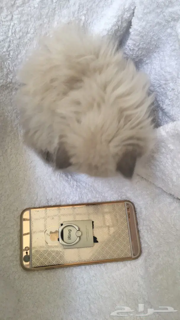 أجمل كيتن همالايا للبيع ب 800 ريال (image 8)