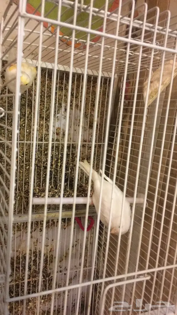 كناري (image 1)