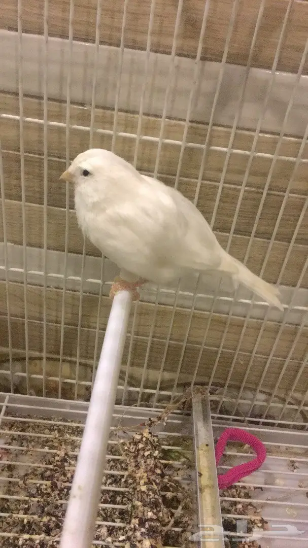 كناري (image 2)