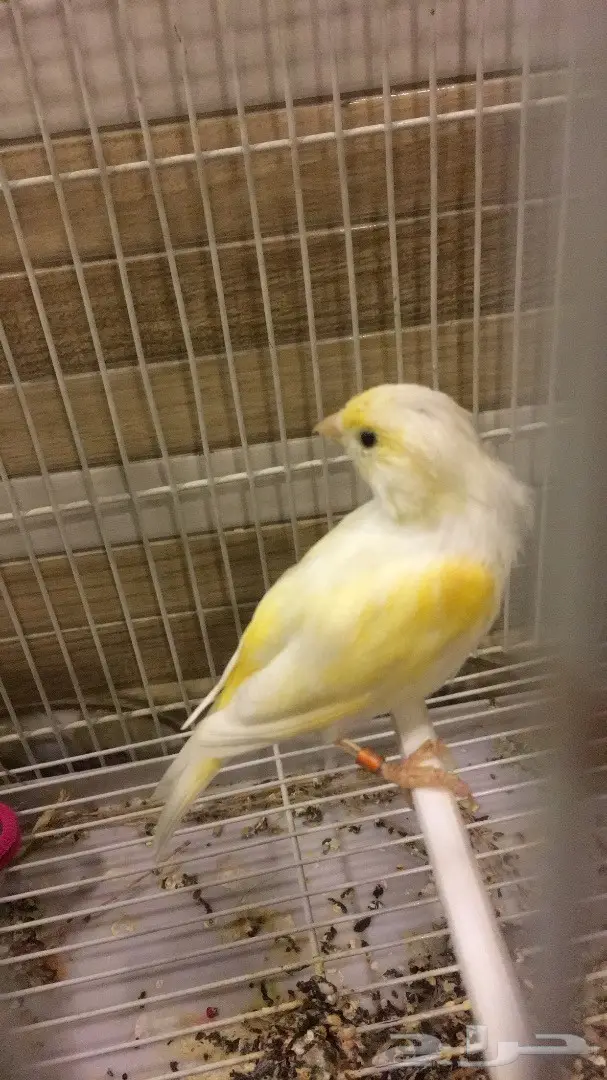 كناري (image 3)