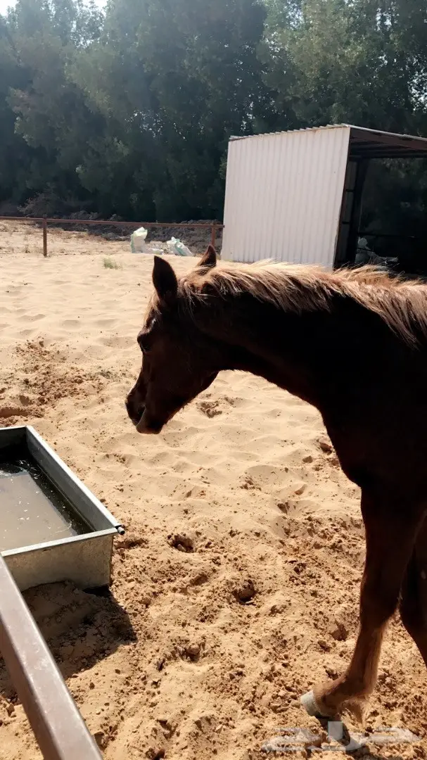 مهره عربيه شعبيه سوبر 