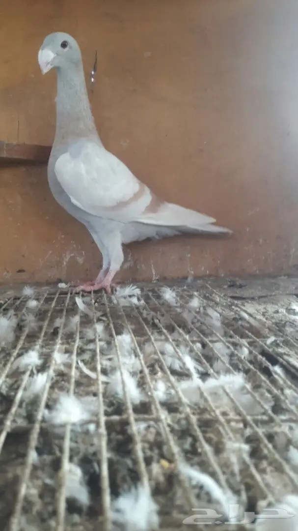 جوز هومر فاخر 