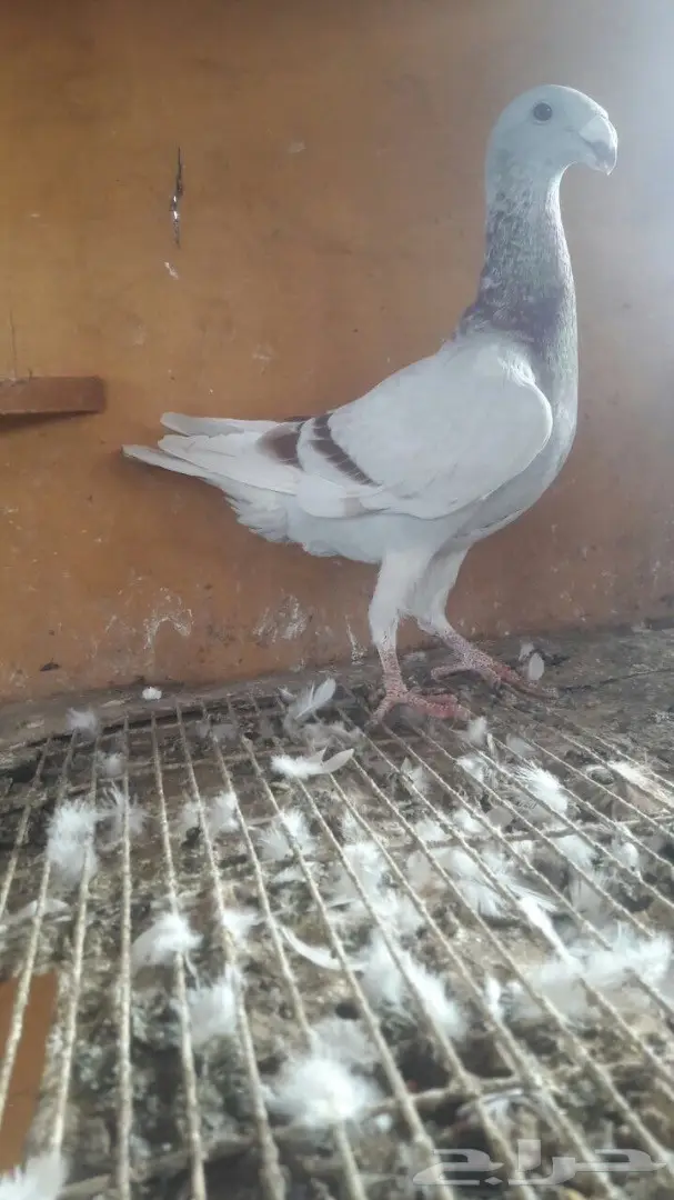 جوز هومر فاخر  (image 1)