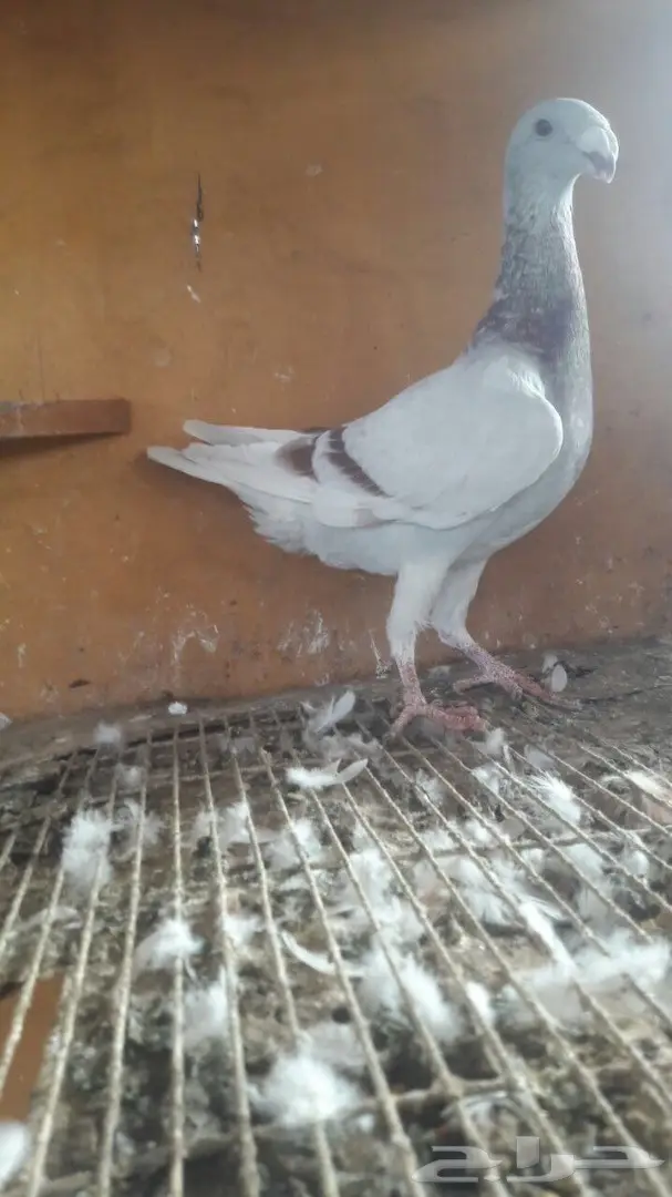 جوز هومر فاخر  (image 2)