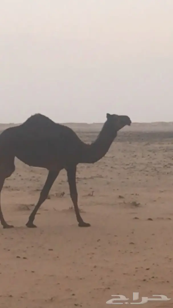 للببع بكره مجهم مفروده 