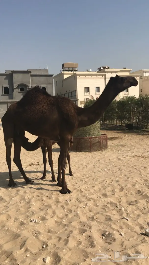 خلفة بكر (image 1)