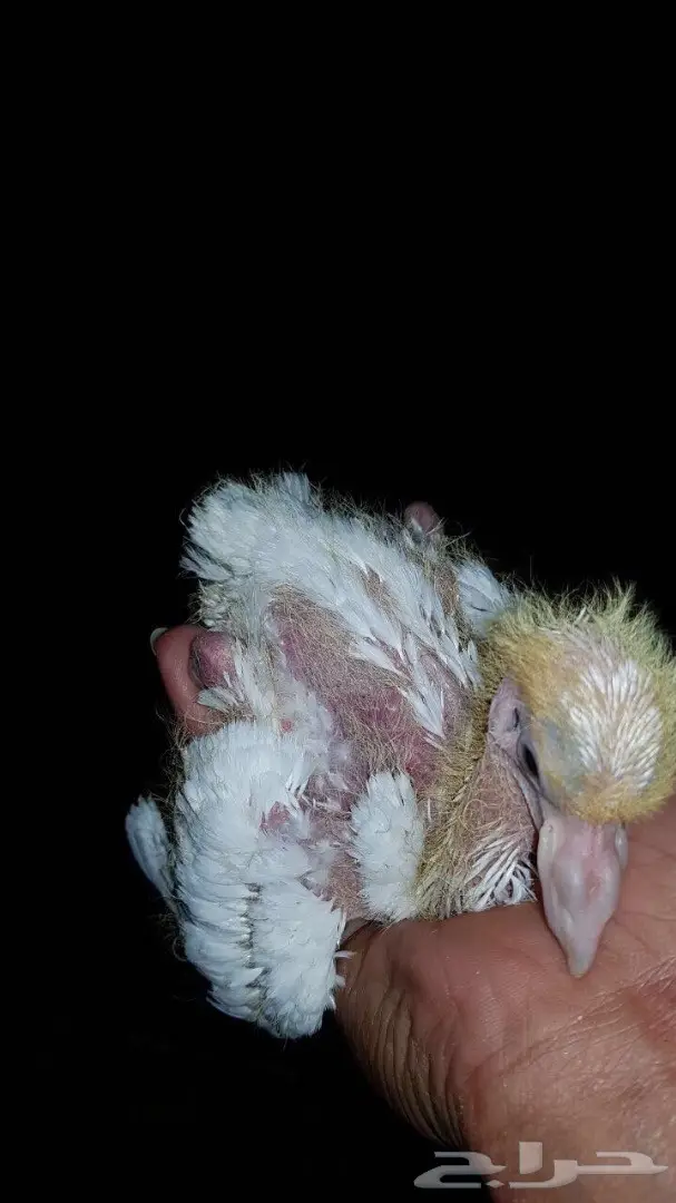 فحل فرش خارجي  (image 4)