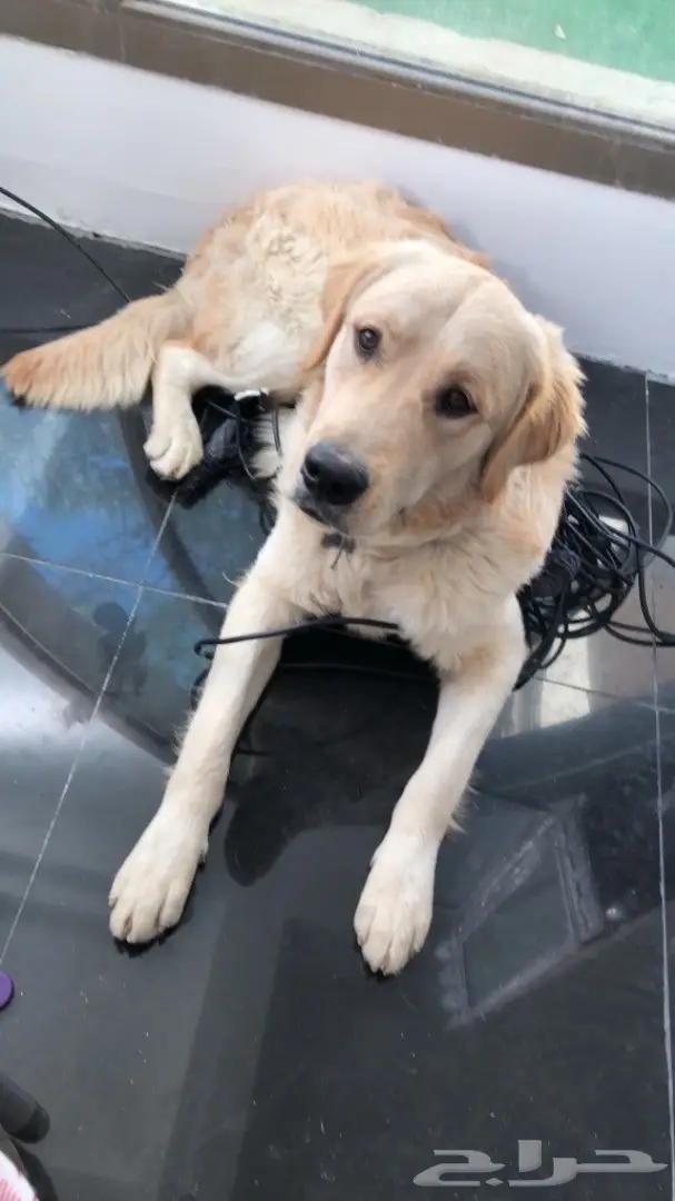 جولدن رتريفر (image 2)