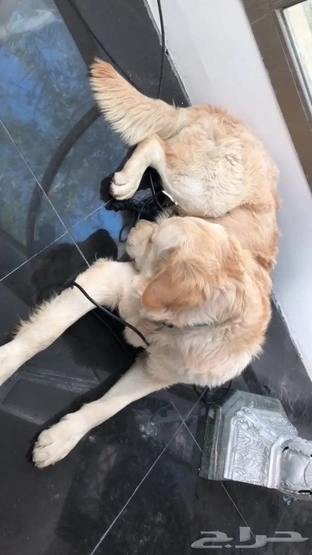 جولدن رتريفر (image 3)