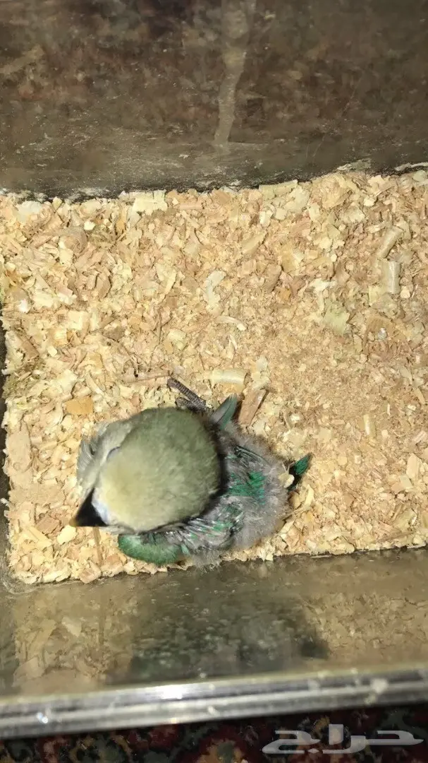 للبيع فرخ روز غر  (image 1)