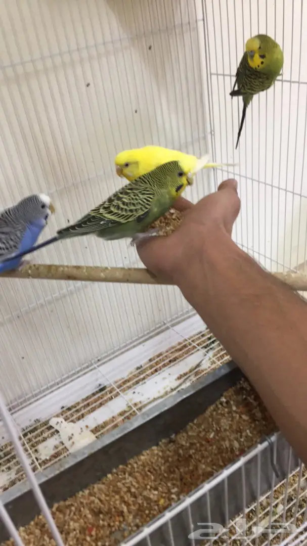 مجموعة بادجي هولندي طيور الحب