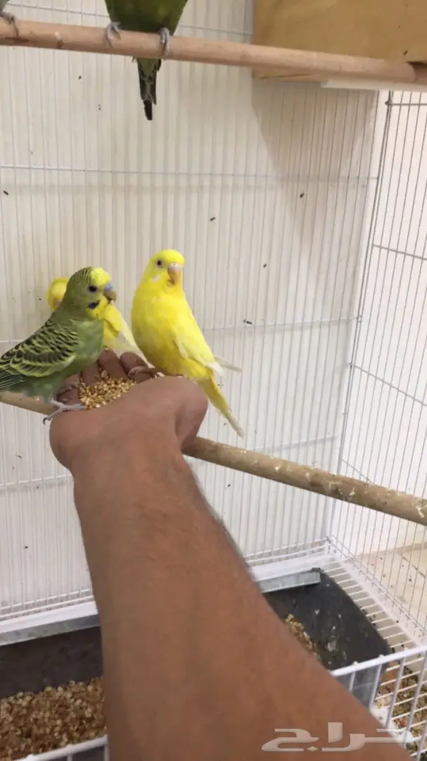 مجموعة بادجي هولندي طيور الحب (image 1)