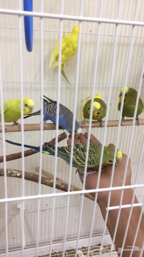 مجموعة بادجي هولندي طيور الحب (image 2)