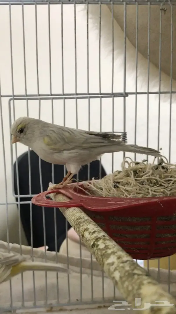 كناري ايطالي ولون روووعه لاف عش 