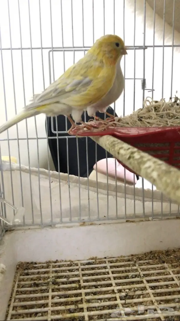 كناري ايطالي ولون روووعه لاف عش  (image 1)