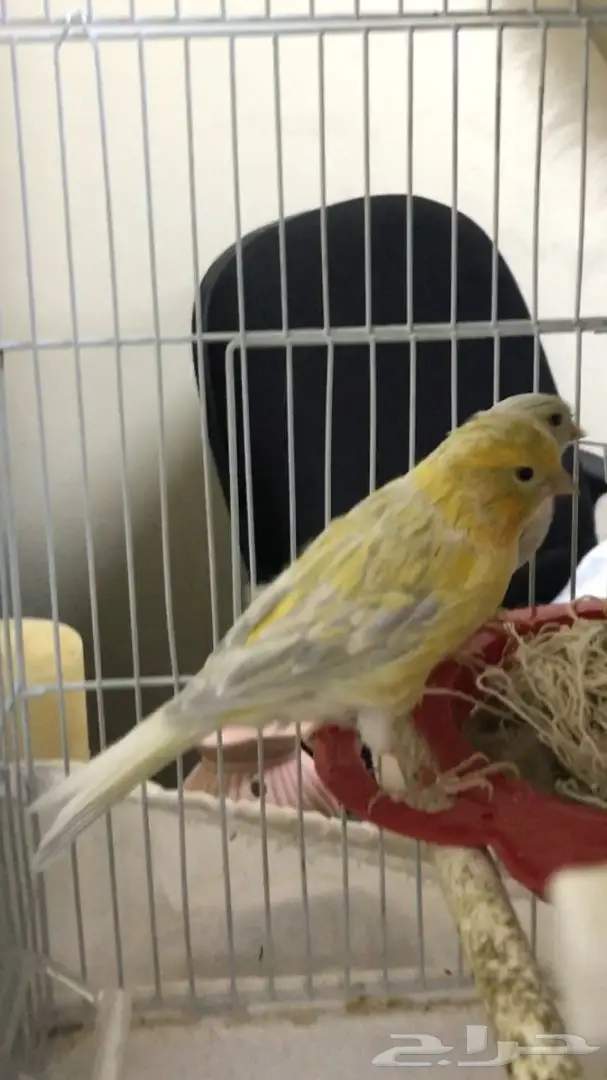 كناري ايطالي ولون روووعه لاف عش  (image 2)
