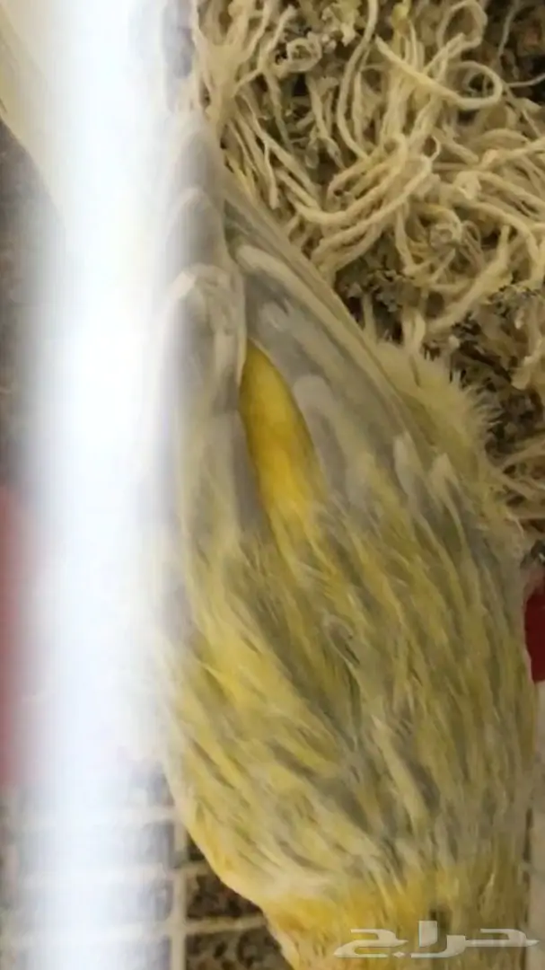 كناري ايطالي ولون روووعه لاف عش  (image 3)