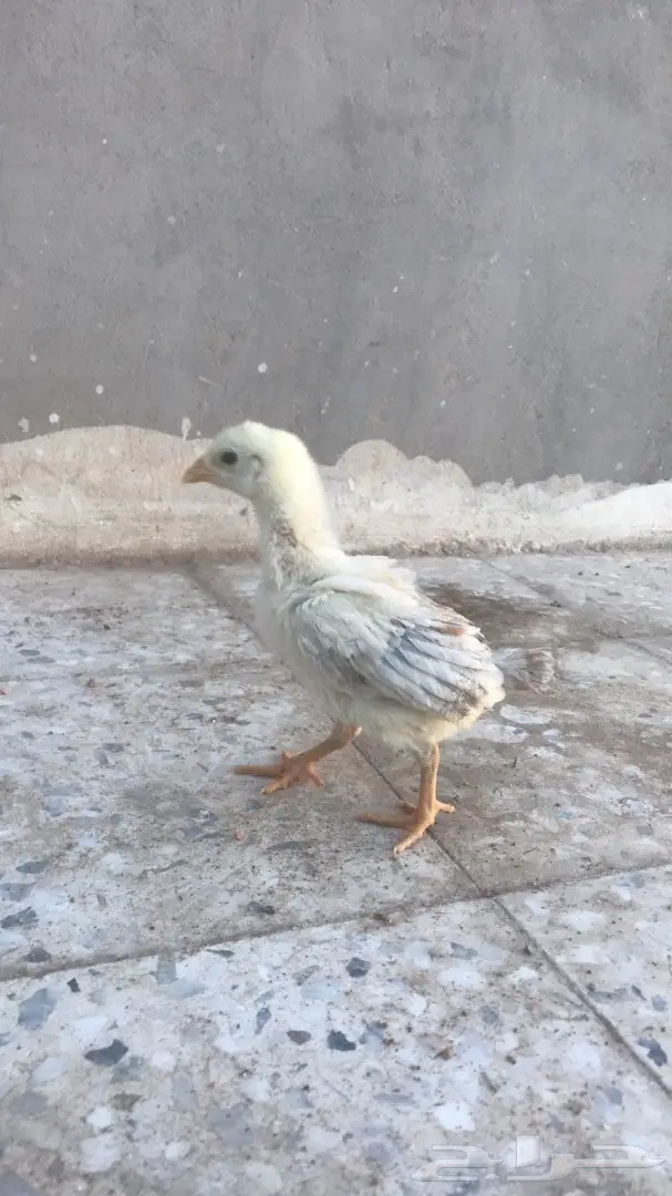 صوص دجاج باكستاني بيور