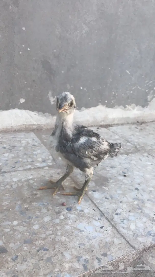 صوص دجاج باكستاني بيور (image 1)