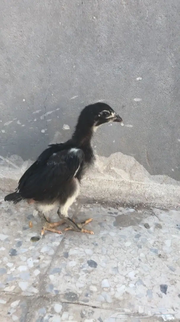 صوص دجاج باكستاني بيور (image 2)