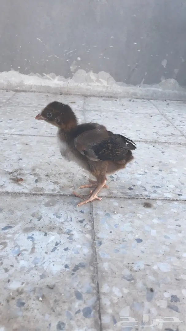 صوص دجاج باكستاني بيور (image 3)