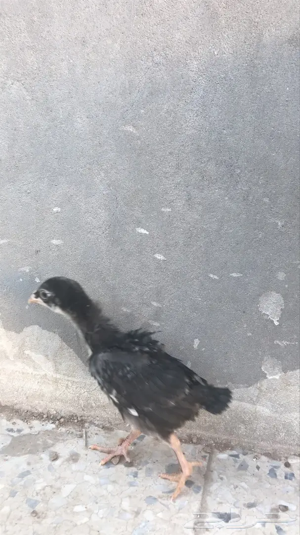 صوص دجاج باكستاني بيور (image 4)