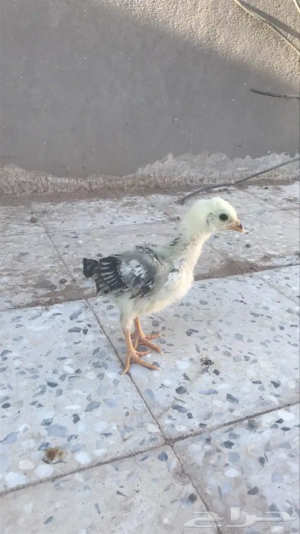 صوص دجاج باكستاني بيور (image 5)