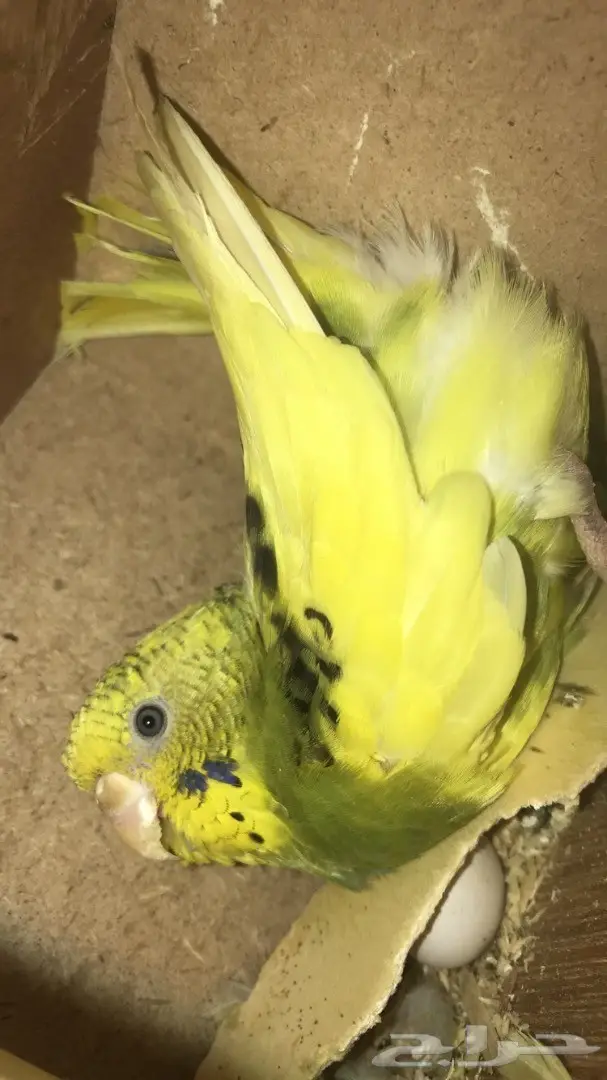 للبيع جوز بادجي استرالي منتج جامبو