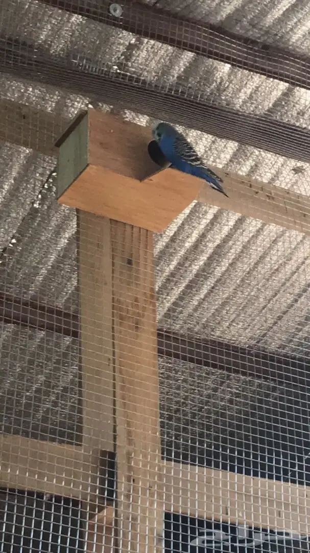 للبيع جوز بادجي استرالي منتج جامبو (image 1)