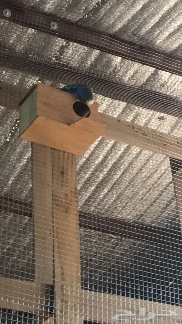 للبيع جوز بادجي استرالي منتج جامبو (image 2)