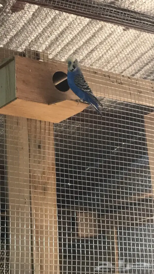 للبيع جوز بادجي استرالي منتج جامبو (image 3)