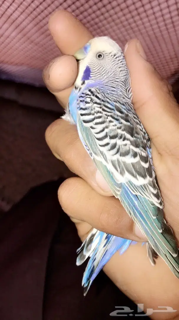 للبيع جوز بادجي استرالي منتج جامبو (image 4)