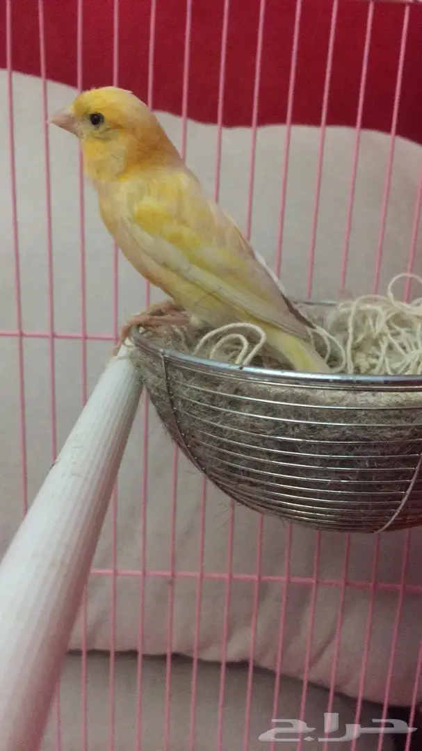 انثى كناري جزري للبيع