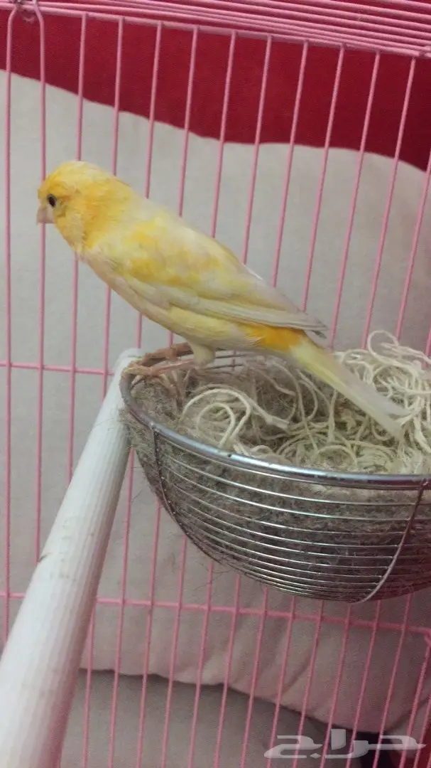 انثى كناري جزري للبيع (image 1)