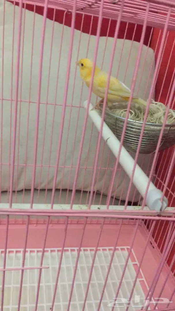 انثى كناري جزري للبيع (image 2)