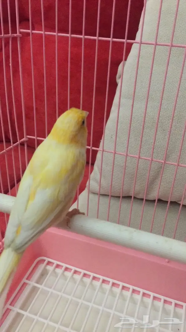 انثى كناري جزري للبيع (image 3)