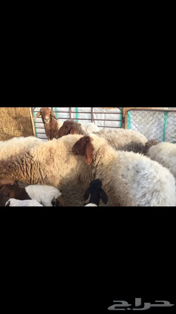 غنم مطافيل نعيم (image 1)